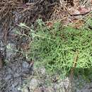 Image of silvery nailwort