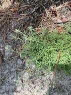 Image of silvery nailwort