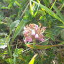 Image of Trifolium pratense var. pratense