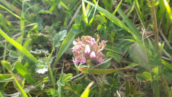 Image of Trifolium pratense var. pratense