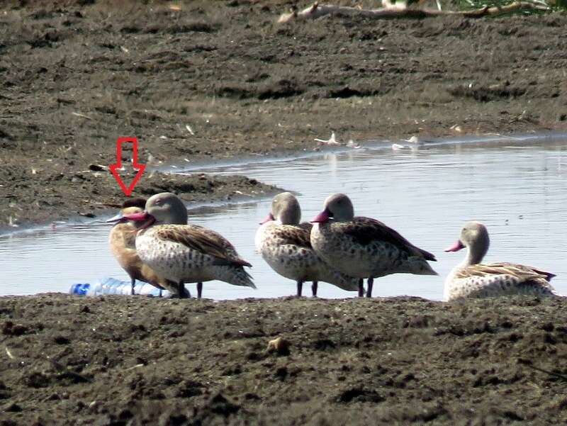 Image of Blue-billed Teal