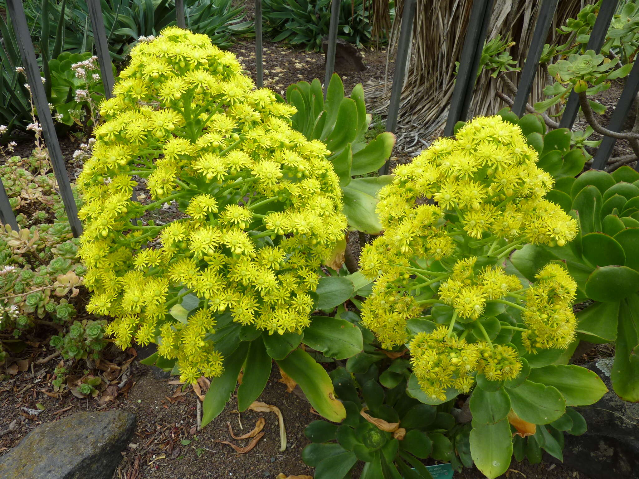 Image of saucer-plant