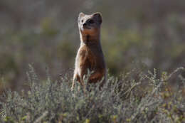 Image of Yellow Mongoose