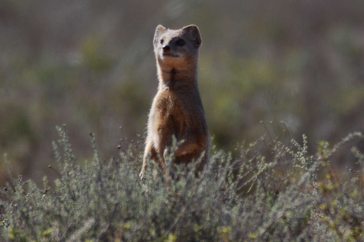 Image of Yellow Mongoose