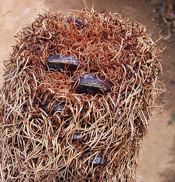 Image of Banksia epica A. S. George