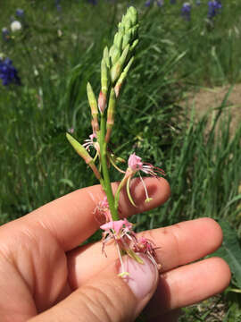 Oenothera suffulta (Engelm.) W. L. Wagner & Hoch resmi