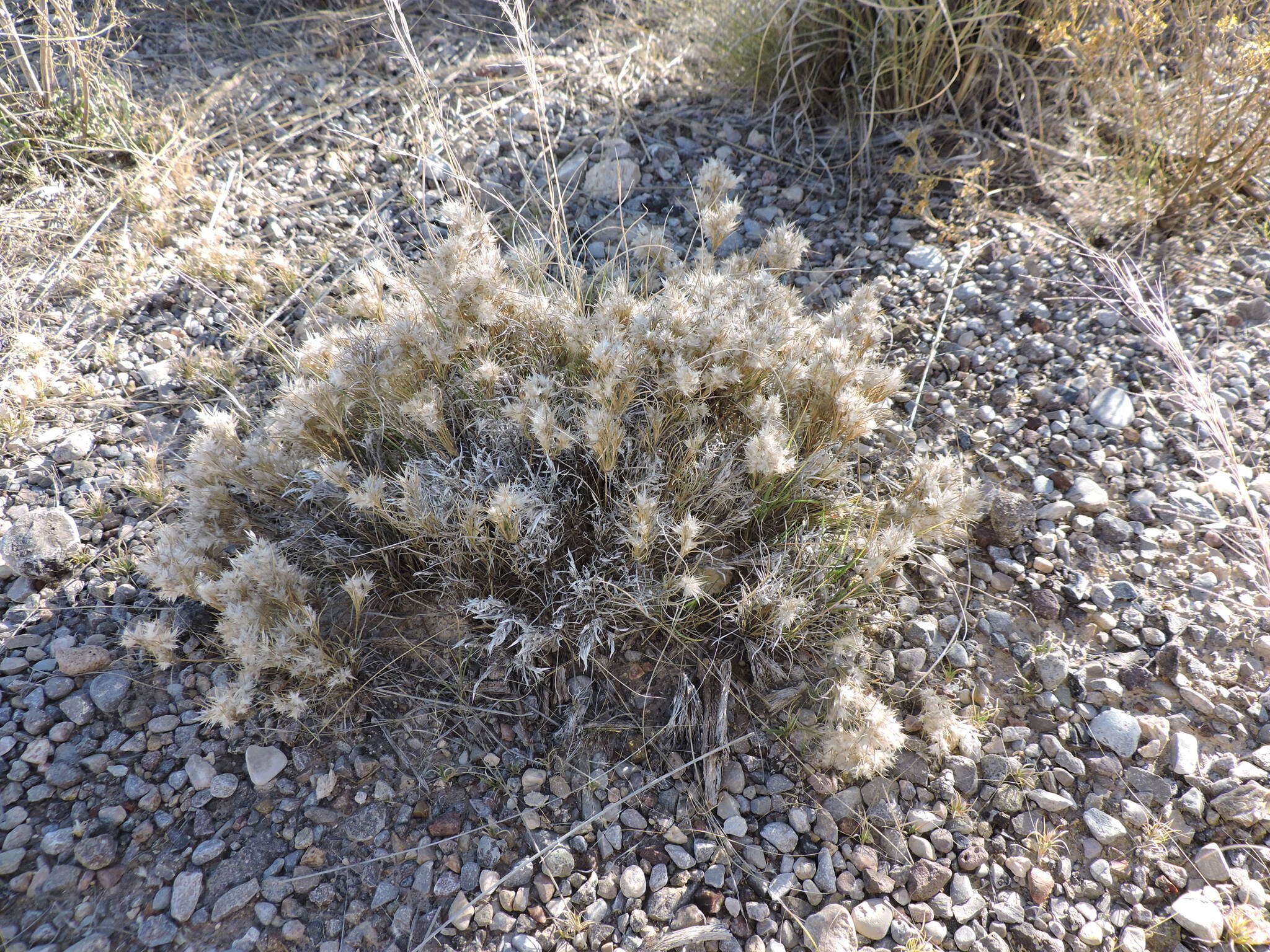 Image of low woollygrass