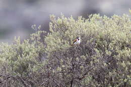 Imagem de Serinus alario leucolaemus (Sharpe 1903)