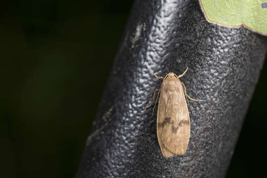 Image de Teuloma tainebula Wu, Fu & Shih 2021