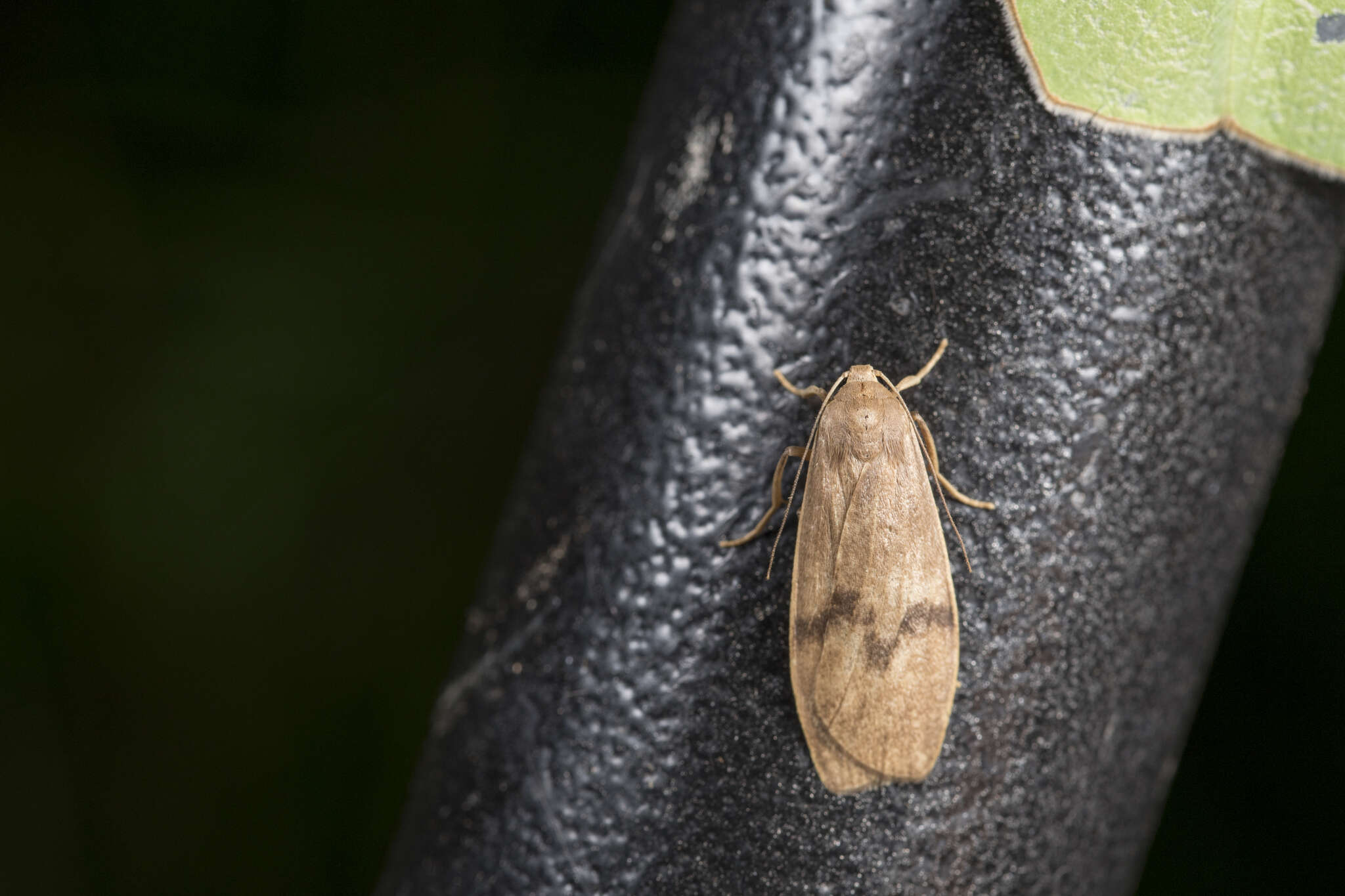 Sivun Teuloma tainebula Wu, Fu & Shih 2021 kuva