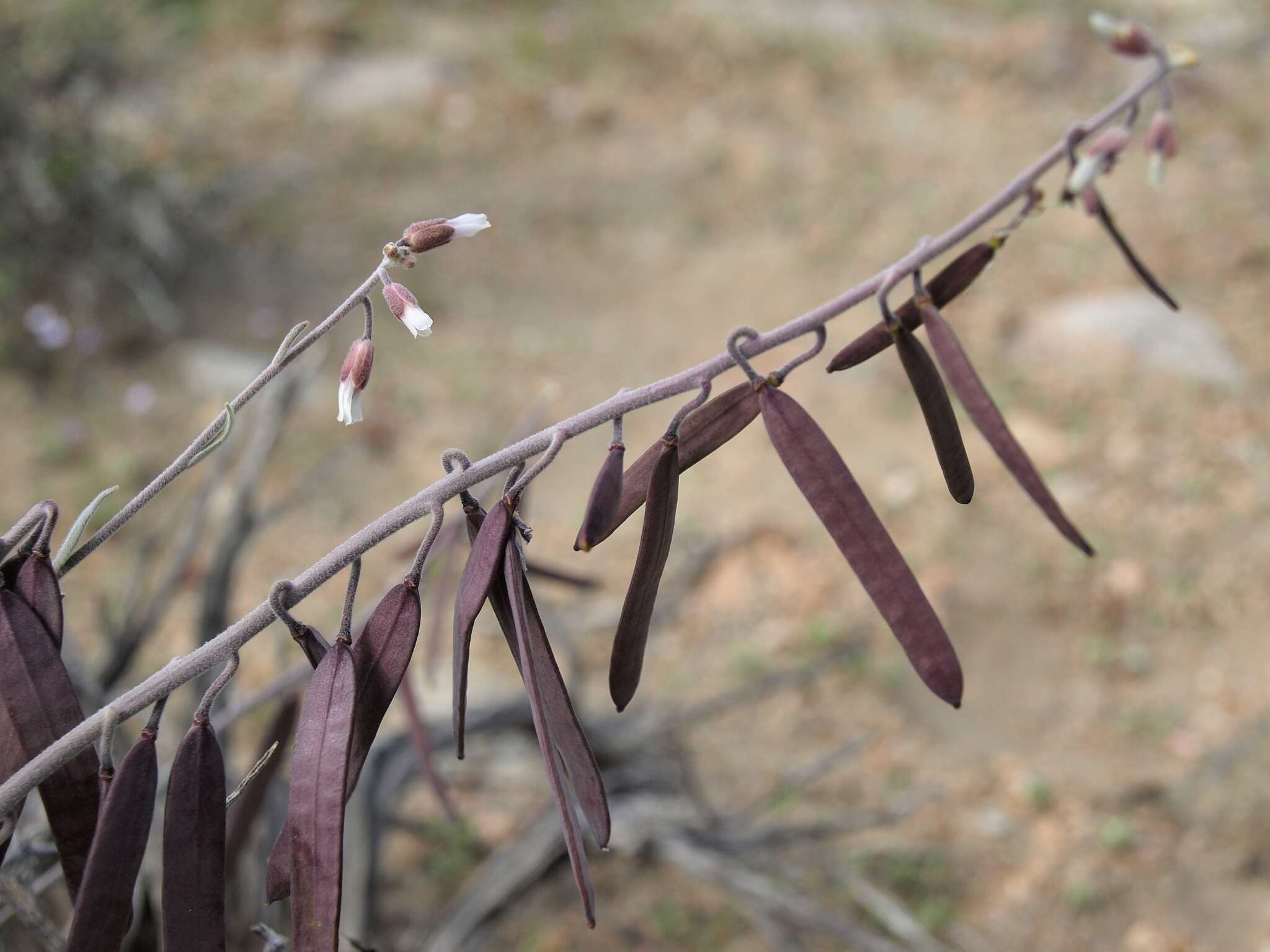 Image of bluepod rockcress