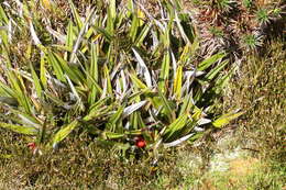 Image of Astelia alpina R. Br.