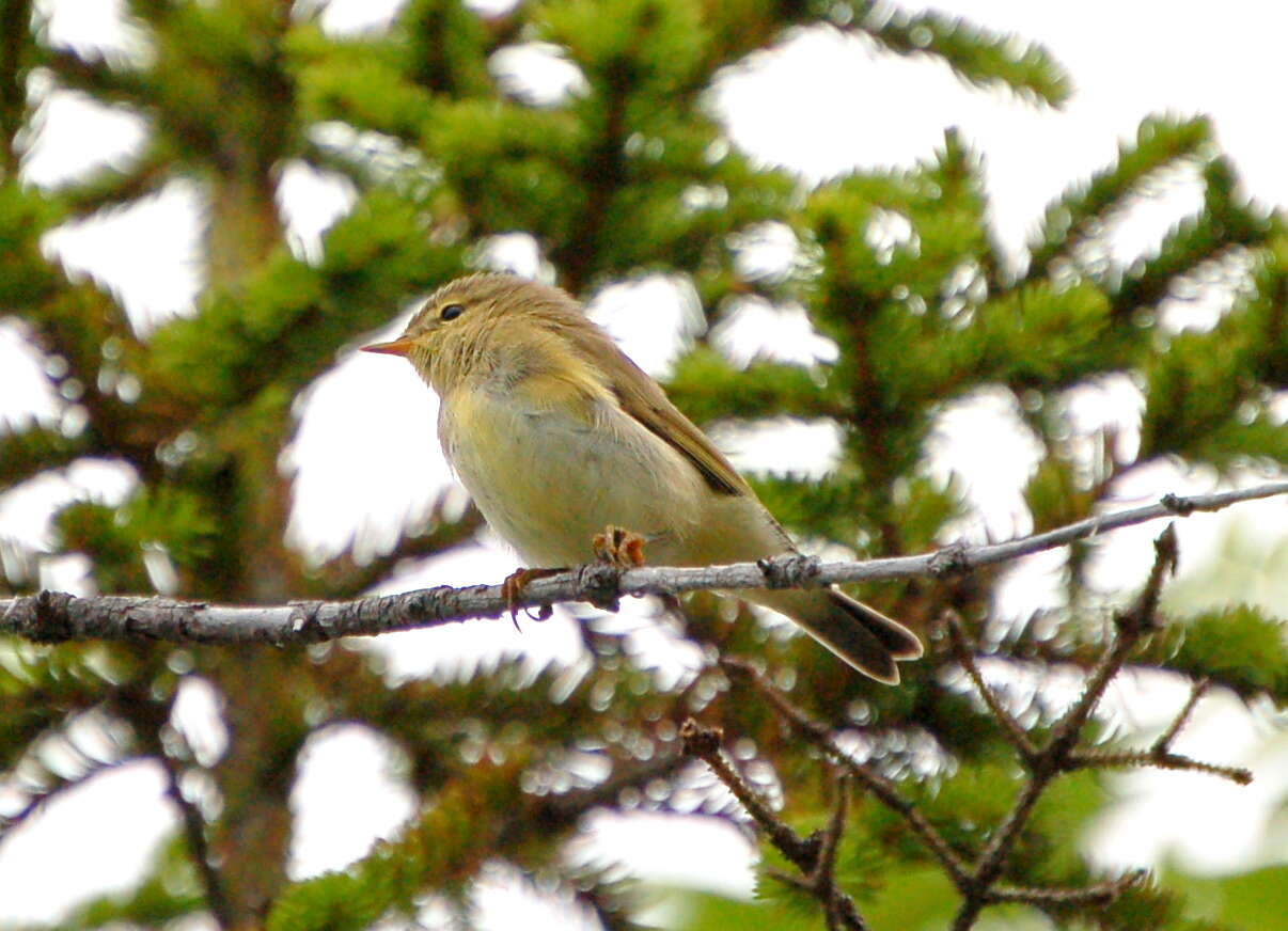 Image of Willow Warbler