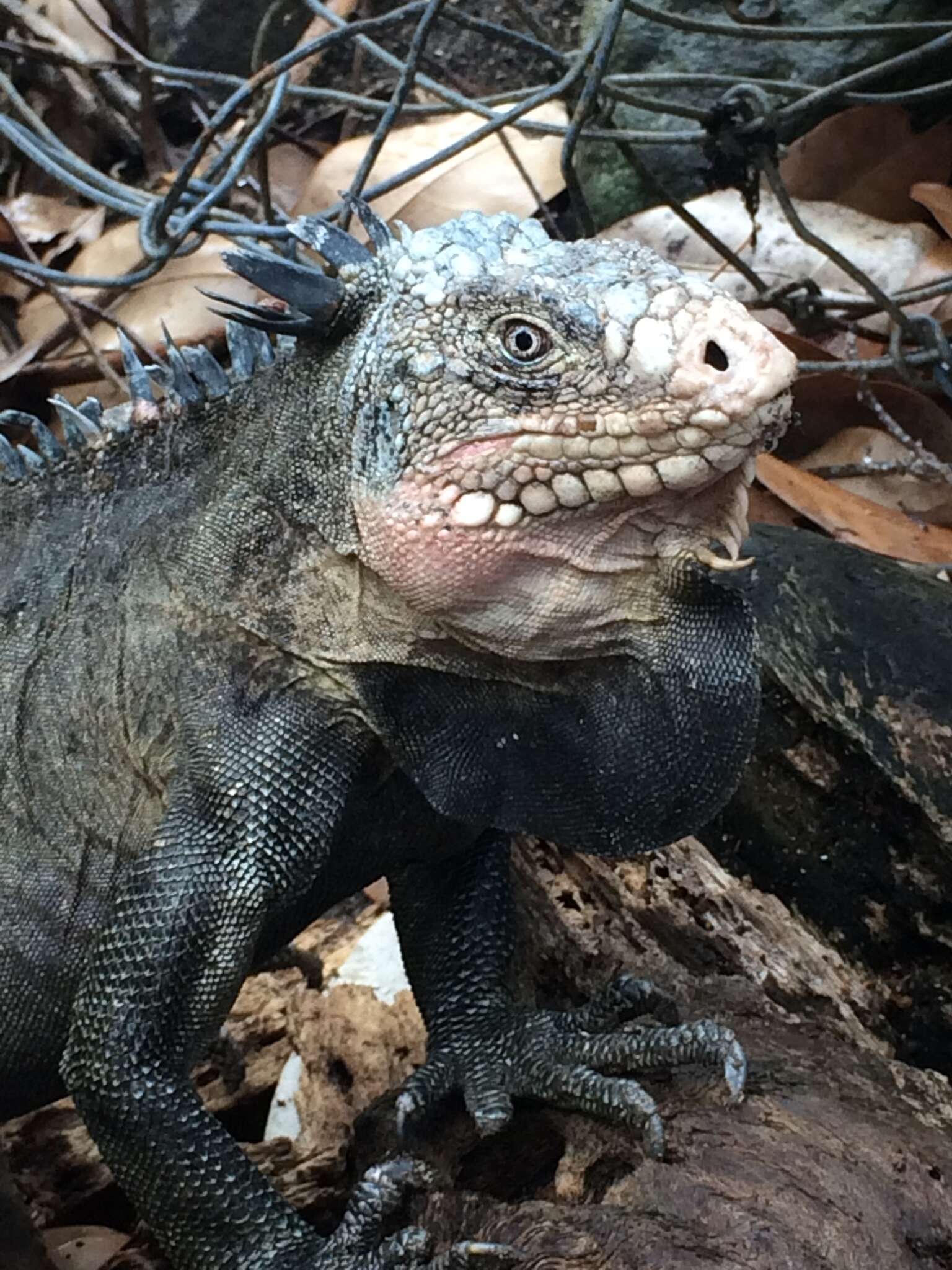 Image of West Indian Iguana