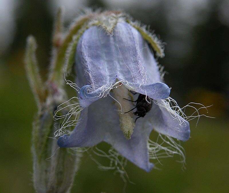 Image of Bearded Bellflower