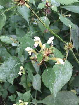 Image of Edmonton hempnettle