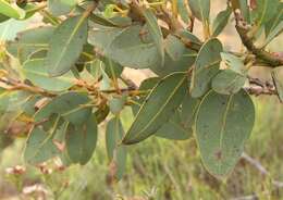 Image of Eucalyptus extrica D. Nicolle