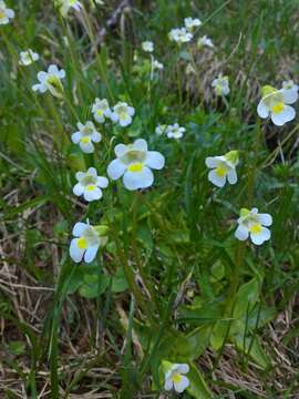 Image of Pinguicula alpina L.