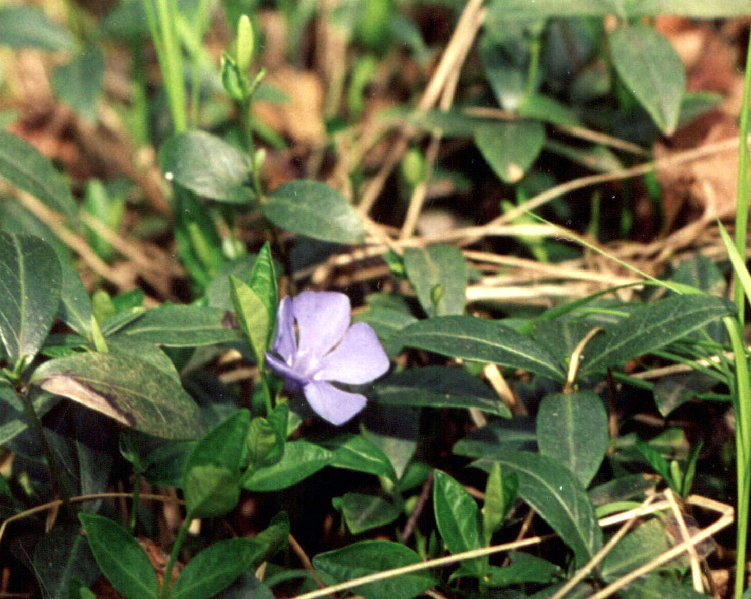 Image of Common Periwinkle