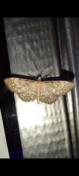 Image of Idaea moniliata Schiffermüller 1775