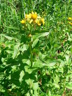 Imagem de Senecio triangularis Hook.