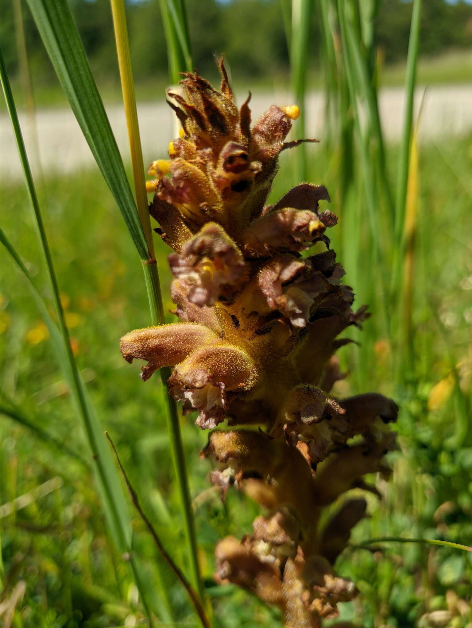 Слика од Orobanche alsatica subsp. libanotidis (Ruprecht) Pusch