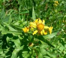 Imagem de Senecio triangularis Hook.