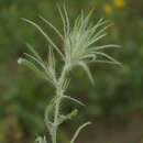 Image of Ceratocarpus arenarius L.