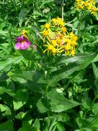 Image of Great Purple Monkey-Flower