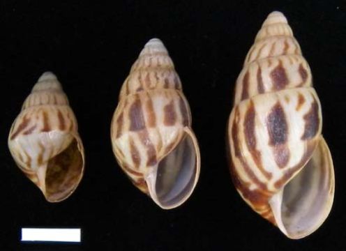 Image of <i>Limicolaria flammea</i> (O. F. Müller 1774)