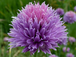 Image of wild chives