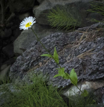 Image of large mountain fleabane