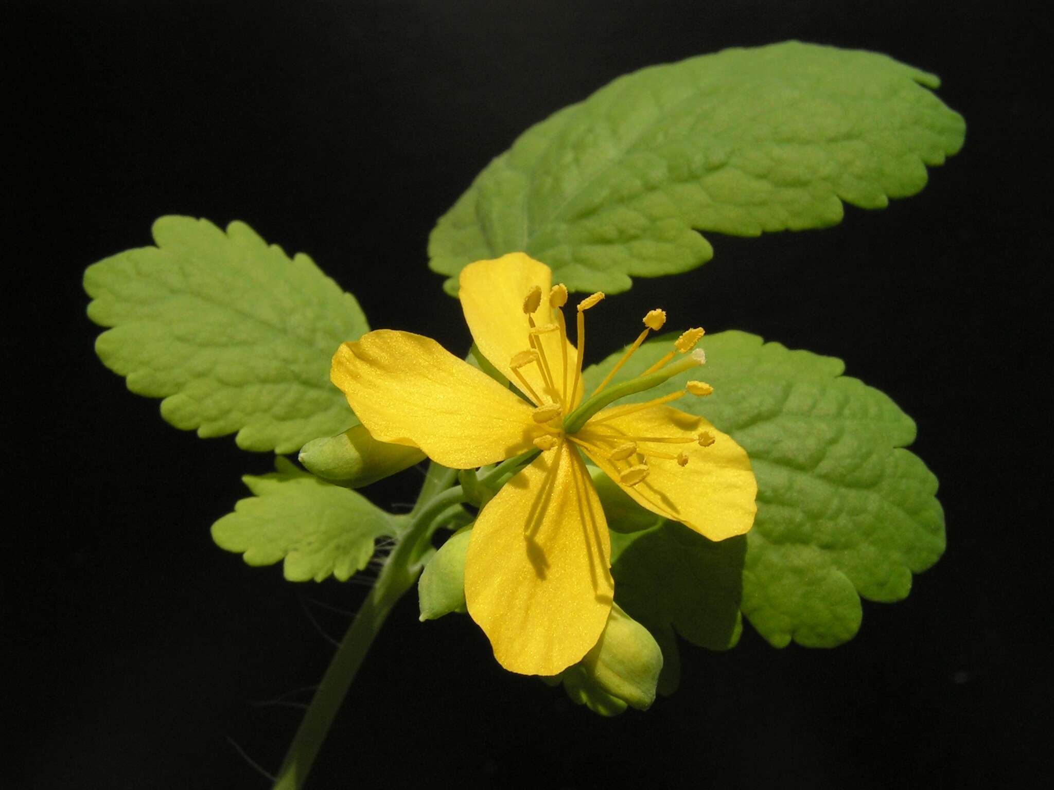 Image of celandine