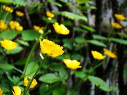 Image of hairy buttercup
