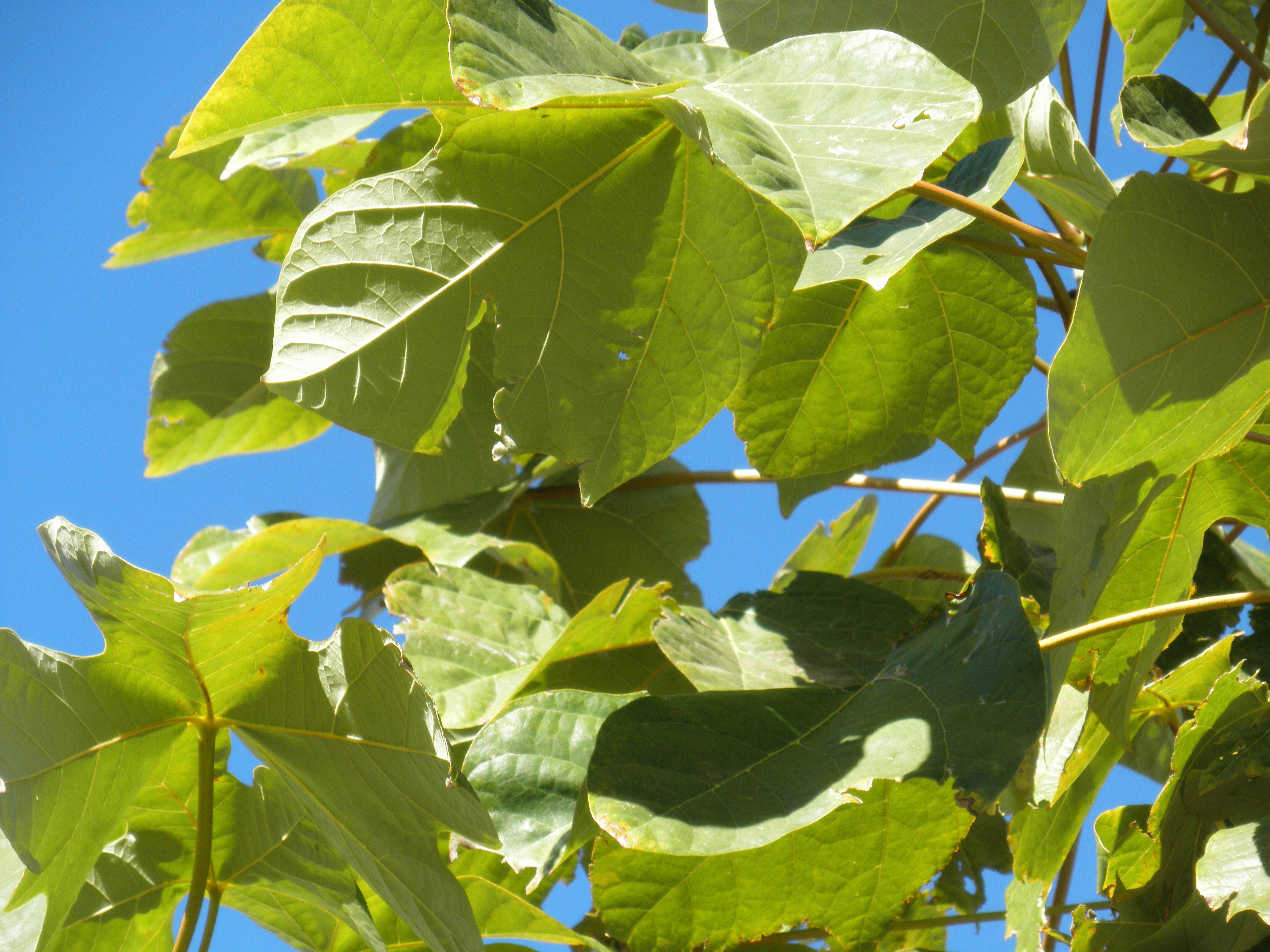 Image of Chinese parasoltree