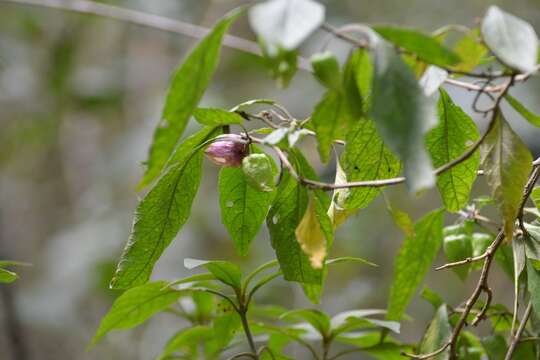 Image of Physalis campechiana L.