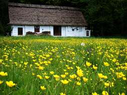 Image of hairy buttercup