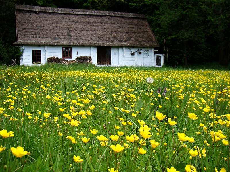 Image of hairy buttercup
