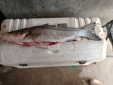 Image of White snook