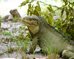 Image of Mona Island Iguana