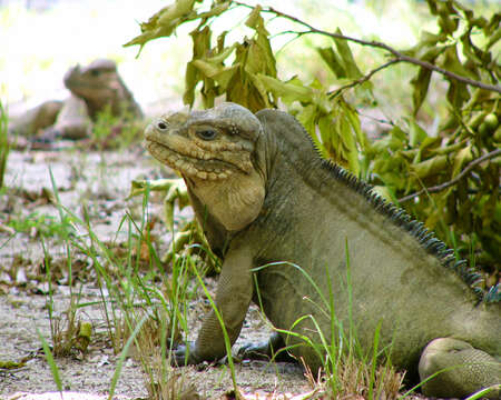 Image de Cyclura cornuta stejnegeri Barbour & Noble 1916