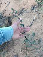 Image of woolyleaf ceanothus