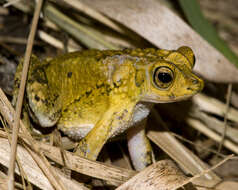 Image of Puerto Rican crested toad