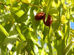 Image of Jujube