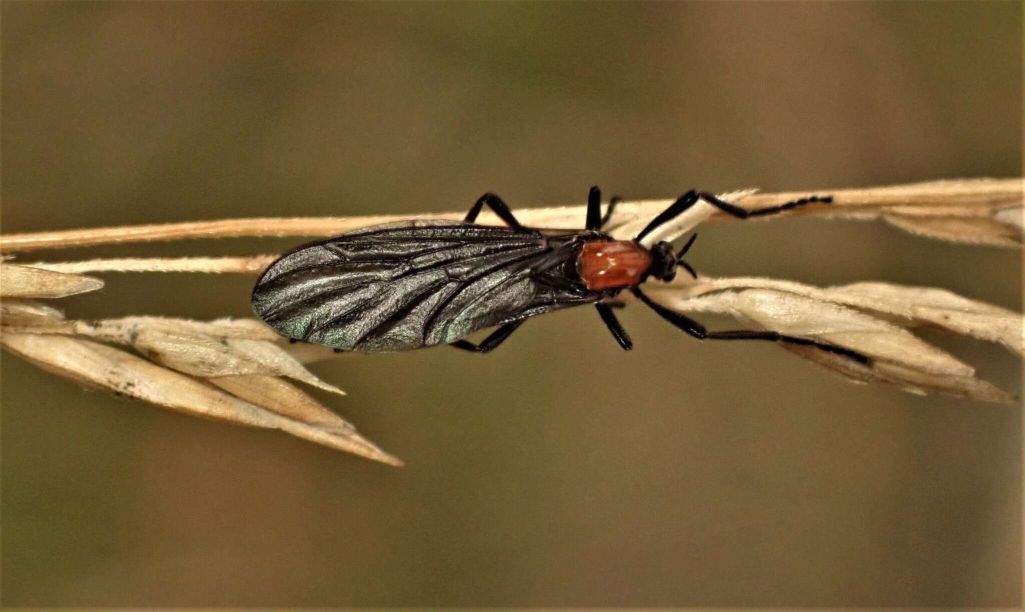 Image of Plecia dimidiata Macquart 1846