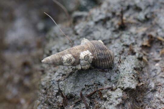 Image of Crenate barnacle