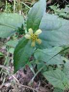 Calyptocarpus brasiliensis (Nees & Mart.) B. L. Turner resmi