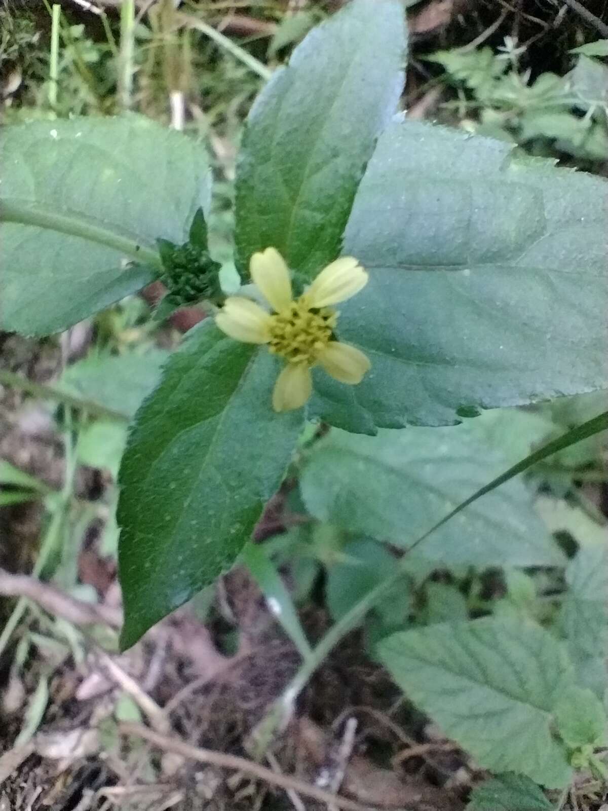 Image of Calyptocarpus brasiliensis (Nees & Mart.) B. L. Turner