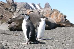 Plancia ëd Pygoscelis antarcticus (Forster & JR 1781)