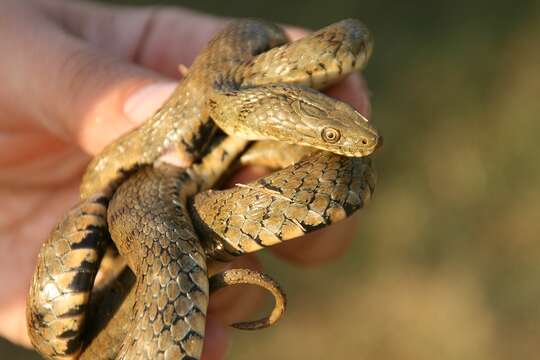 Image of Dice Snake